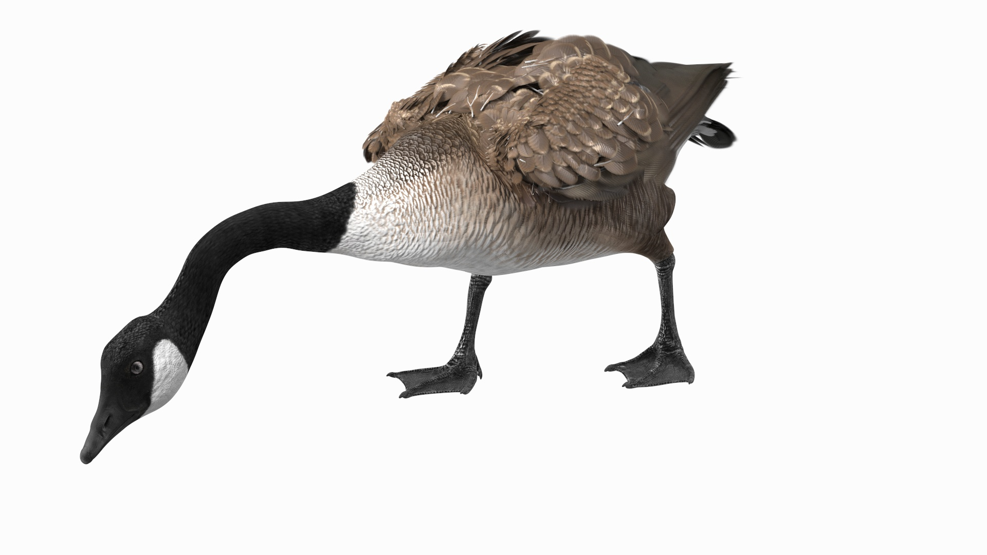 3D Large Wild Goose Walking Pose https://p.turbosquid.com/ts-thumb/fT/svlnYx/dF/large_wild_goose_walking_pose_360/jpg/1692209065/1920x1080/turn_fit_q99/733a5436b53e221236fafe15993e2d9544f4d1b1/large_wild_goose_walking_pose_360-1.jpg