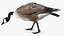 Large Wild Goose Walking Pose