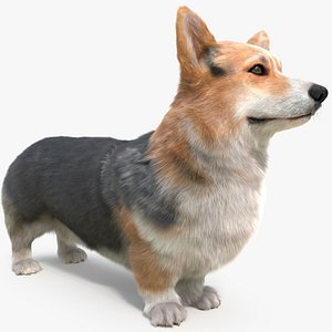 Tricolor Welsh Corgi Pembroke Fur 3D model