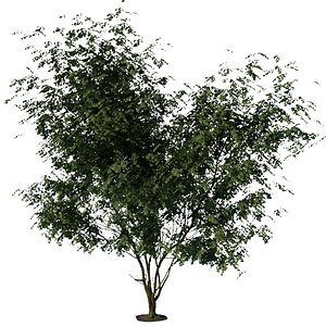3D model Trees