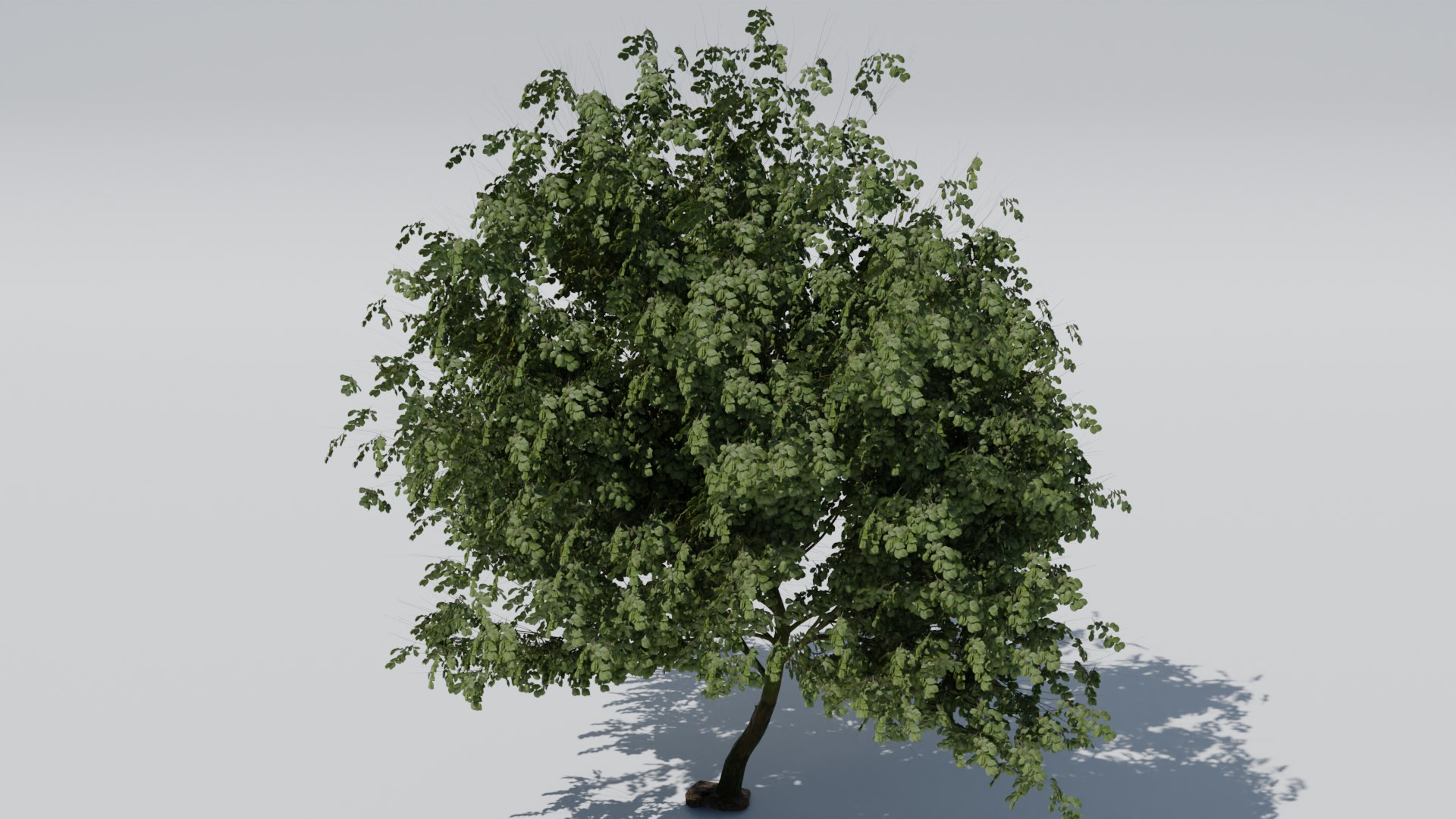 3D model Trees https://p.turbosquid.com/ts-thumb/fT/vJxYO0/gL/arbol1/png/1712288832/1920x1080/fit_q87/a83036baa2dcd6103d21fce05409daa2c55e2207/arbol1.jpg