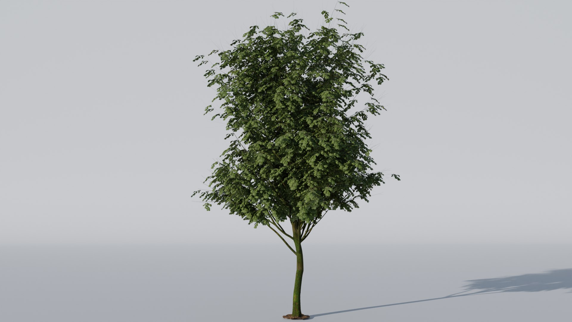 3D model Trees https://p.turbosquid.com/ts-thumb/fT/vJxYO0/wr/arbol4/png/1712288885/1920x1080/fit_q87/74463f5477e5e06341312173ee826a588fc7783d/arbol4.jpg