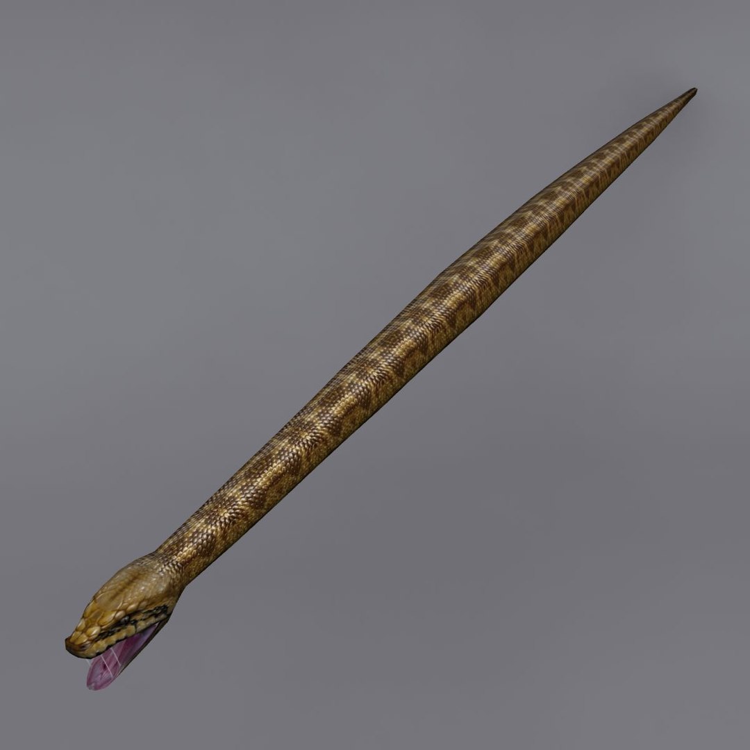 3d python model