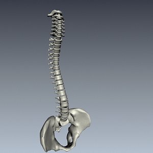 human spine with pelvis