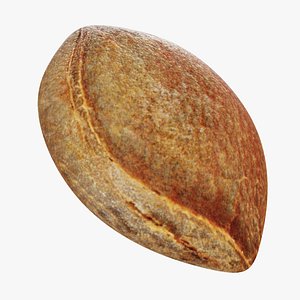 Apricot stone 3D model