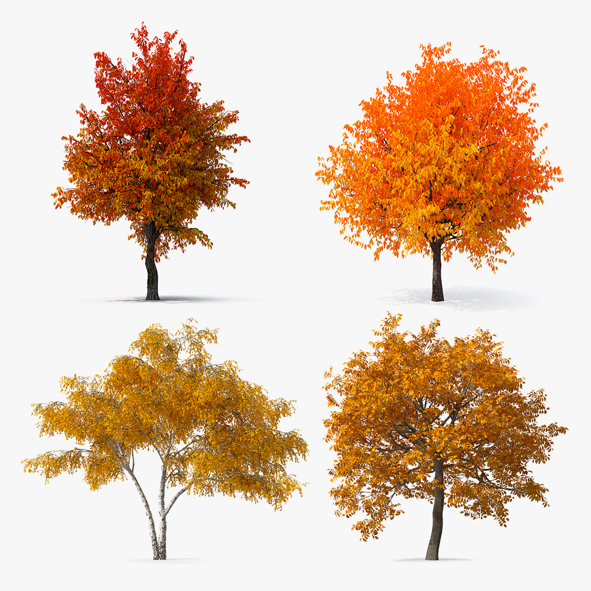 3D model Autumn Yellow Trees Collection - TurboSquid 1807060