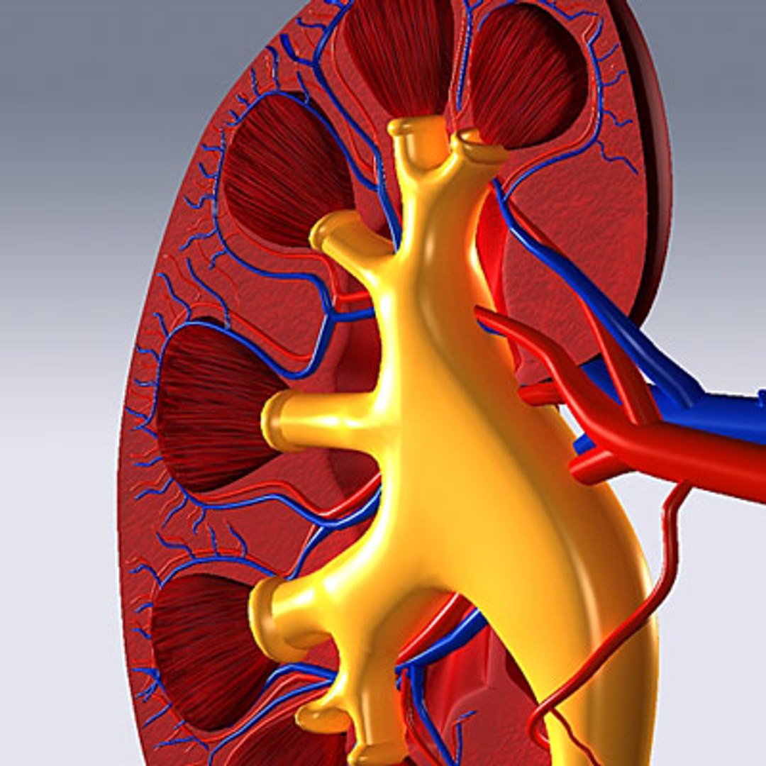 3d model human organ set https://p.turbosquid.com/ts-thumb/fU/BSNh22/0IWL4JE0/kidney_04/jpg/1296468910/1920x1080/fit_q87/47bdc72dcbdc4368f17102bd973fb638ecc2d1b7/kidney_04.jpg