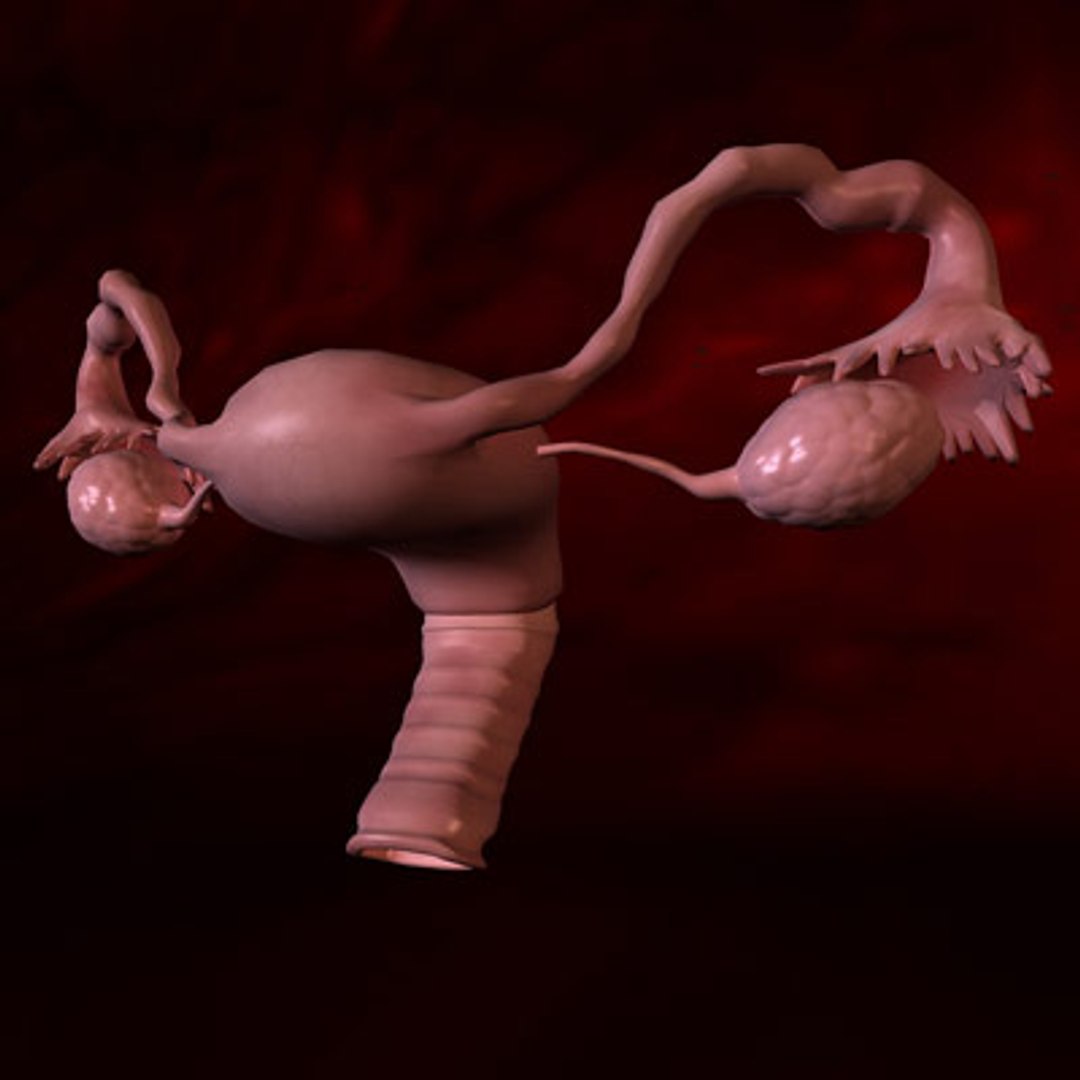 3d model human organ set https://p.turbosquid.com/ts-thumb/fU/BSNh22/0lNhK6lZ/fe1/jpg/1296468910/1920x1080/fit_q87/078aa60d6d5e719ba1c13c5e957d926f756860c6/fe1.jpg