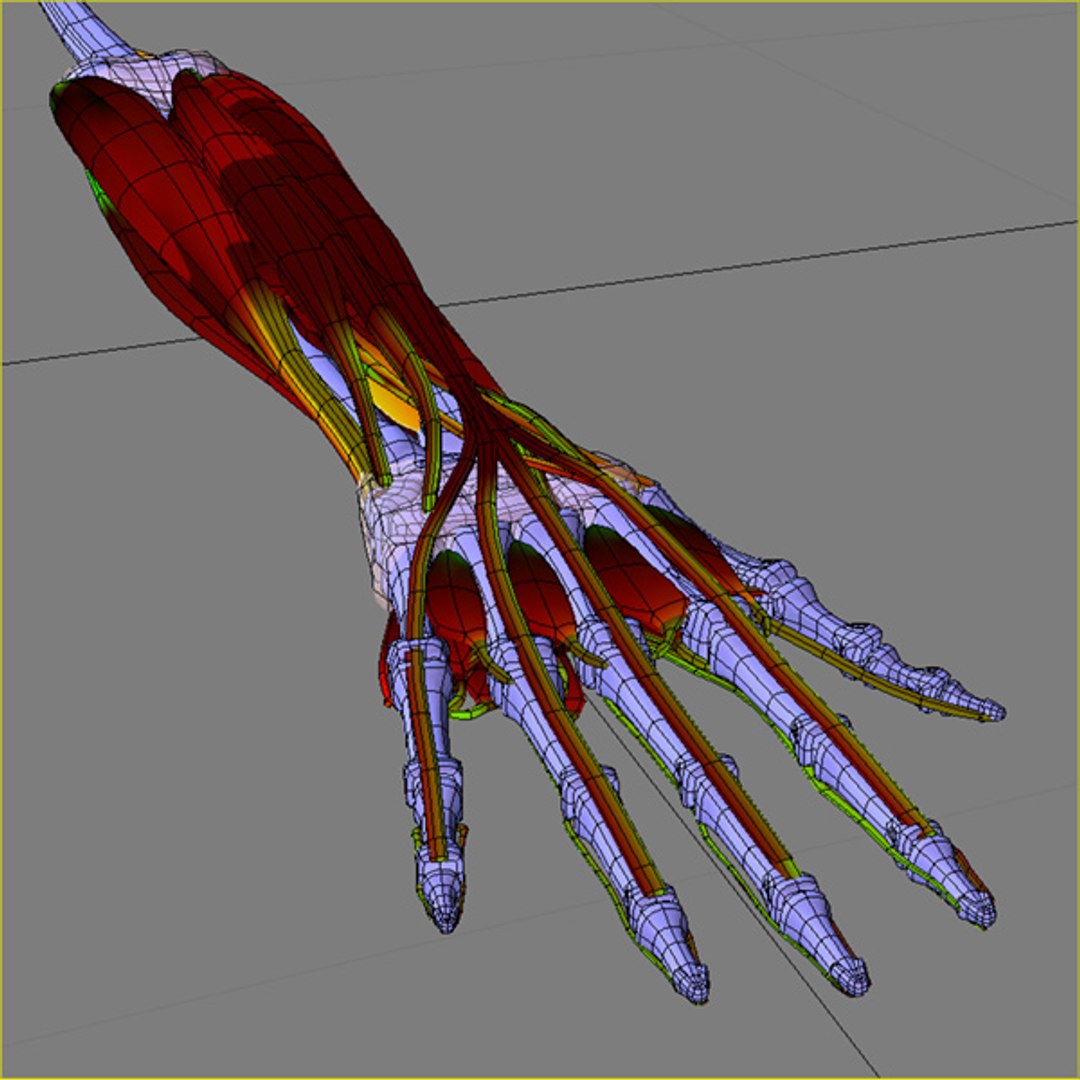 3d model human organ set https://p.turbosquid.com/ts-thumb/fU/BSNh22/0mHn5XKO/93/jpg/1296468910/1920x1080/fit_q87/3e519da64b1d01dc395fbdd3a73c14efa1686d36/93.jpg