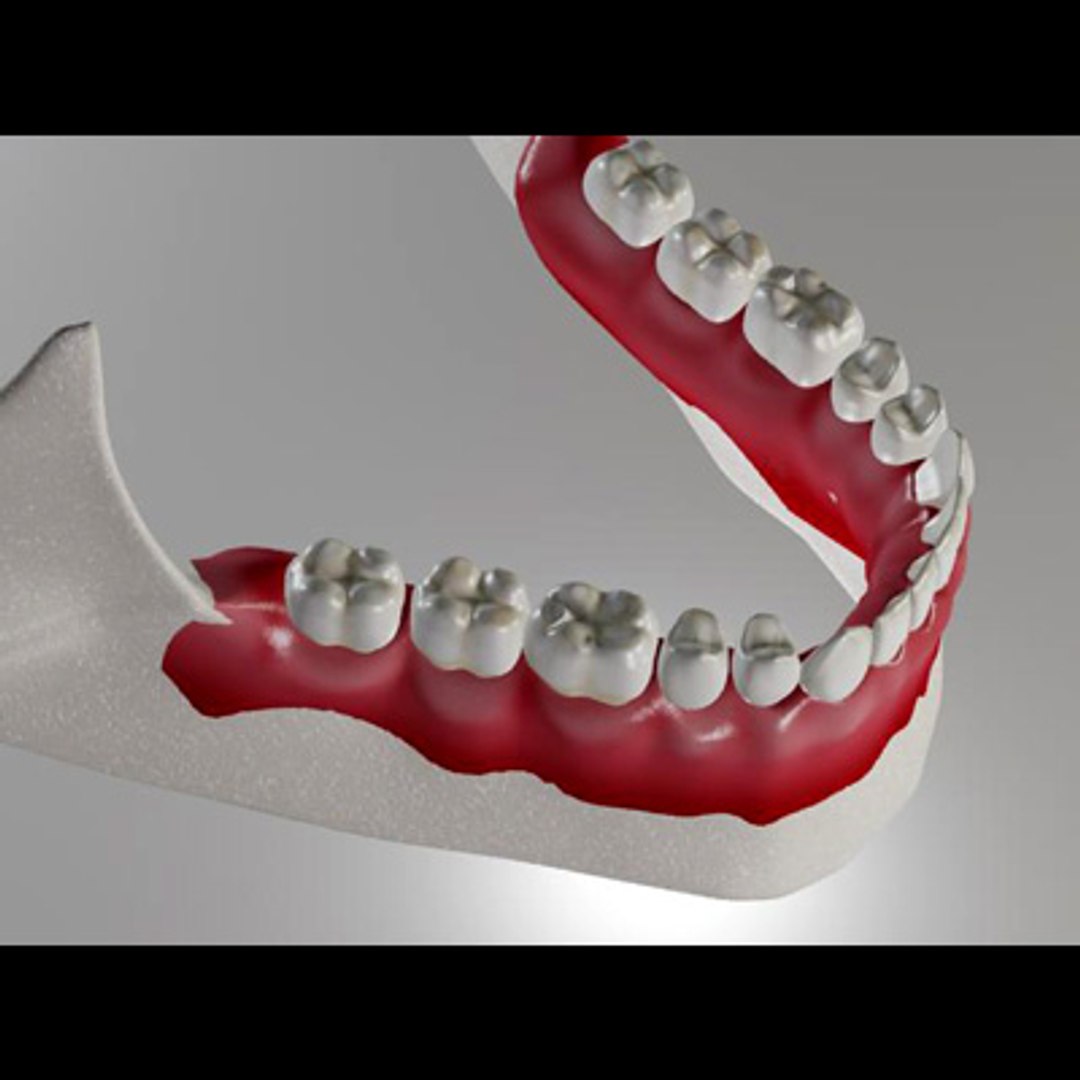 3d model human organ set https://p.turbosquid.com/ts-thumb/fU/BSNh22/1CwwhDAu/teeth5_lower/jpg/1296468911/1920x1080/fit_q87/32822b2b1527ef4e5350ac27ac7b1ccb12335b2b/teeth5_lower.jpg