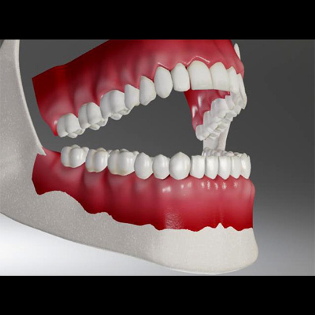 3d model human organ set https://p.turbosquid.com/ts-thumb/fU/BSNh22/87NBkrrQ/teeth6/jpg/1296468911/1920x1080/fit_q87/6bebc88134ffd1bc005a0106fe0b9ddc1ca00e76/teeth6.jpg