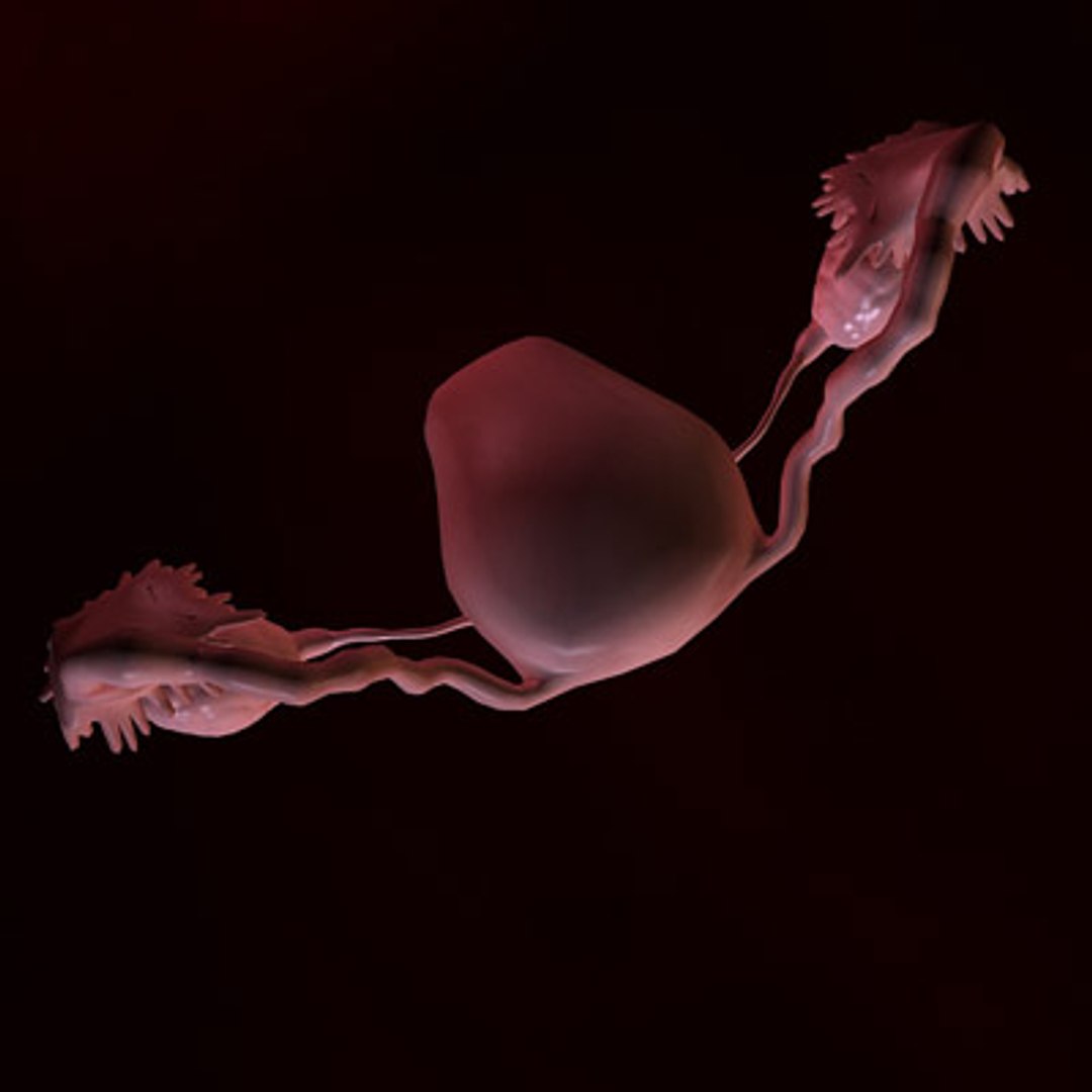 3d model human organ set https://p.turbosquid.com/ts-thumb/fU/BSNh22/9jBgqNta/fe3/jpg/1296468910/1920x1080/fit_q87/e0faf182ee15d379cf8365949055592aba261c0a/fe3.jpg