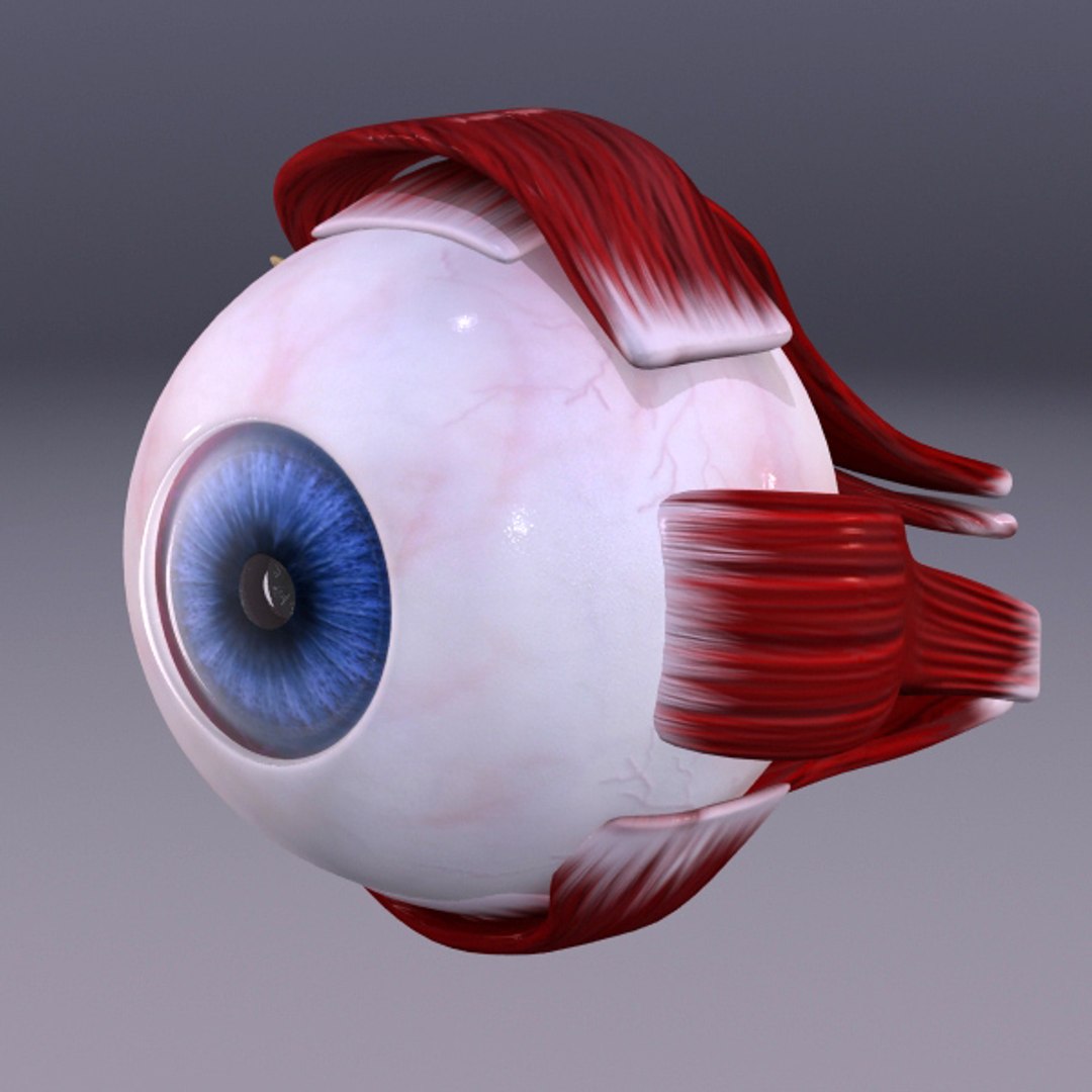 3d model human organ set https://p.turbosquid.com/ts-thumb/fU/BSNh22/Em1ASbnc/1/jpg/1296468909/1920x1080/fit_q87/4f130a4fd5ea81b27b63893e5479b5591affddbb/1.jpg