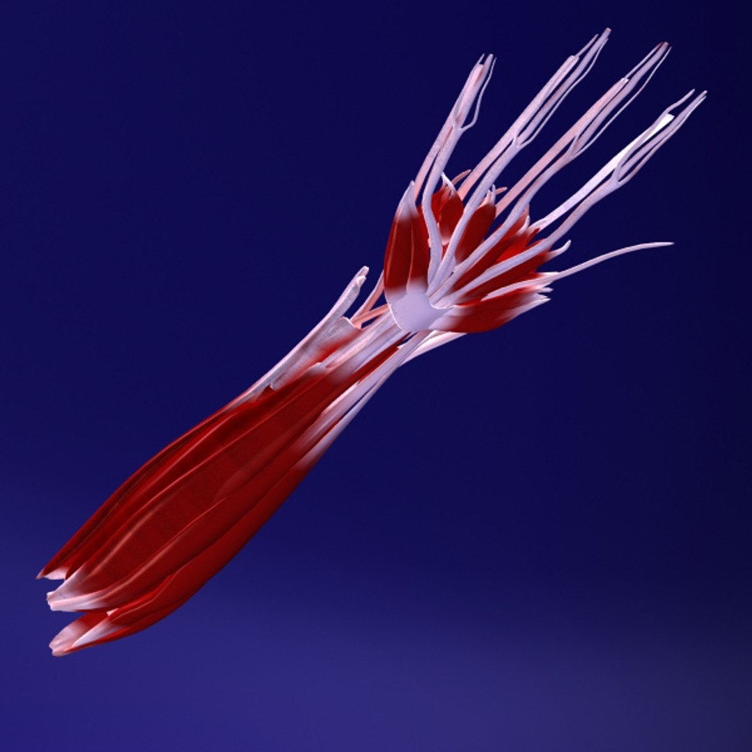 3d model human organ set https://p.turbosquid.com/ts-thumb/fU/BSNh22/HMs7LE5k/h5/jpg/1296468910/1920x1080/fit_q87/2df545bcfc15618d7bf54f45e3c8d11fd1db5052/h5.jpg