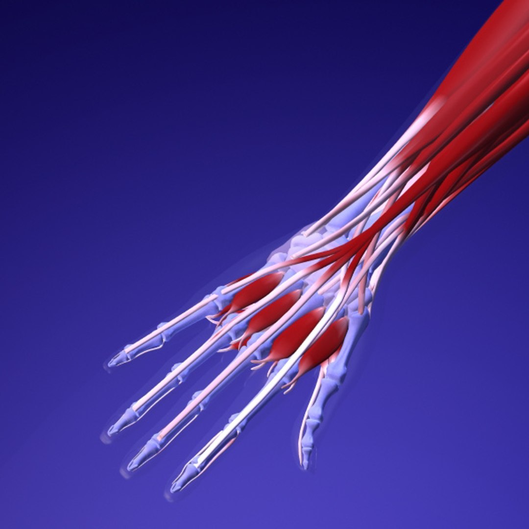 3d model human organ set https://p.turbosquid.com/ts-thumb/fU/BSNh22/HXGEyGkc/h9/jpg/1296468910/1920x1080/fit_q87/6e7f28697dd5cb24b1c70220369375e780652c42/h9.jpg