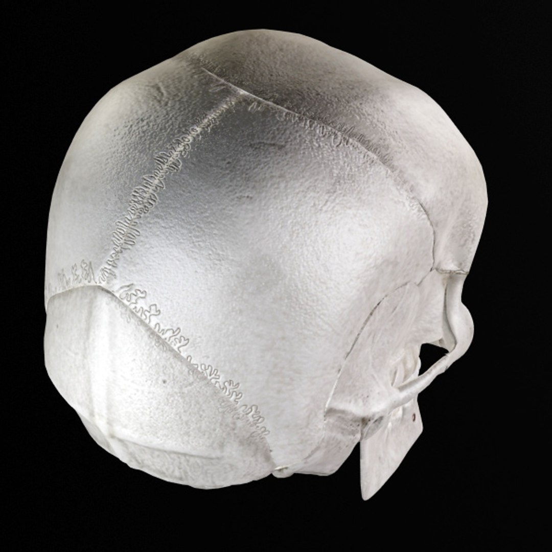 3d model human organ set https://p.turbosquid.com/ts-thumb/fU/BSNh22/Jpv5uJ6S/sk_6/jpg/1296468911/1920x1080/fit_q87/1c99f4e77ba31d94e141398b9d3aabe159edaf64/sk_6.jpg
