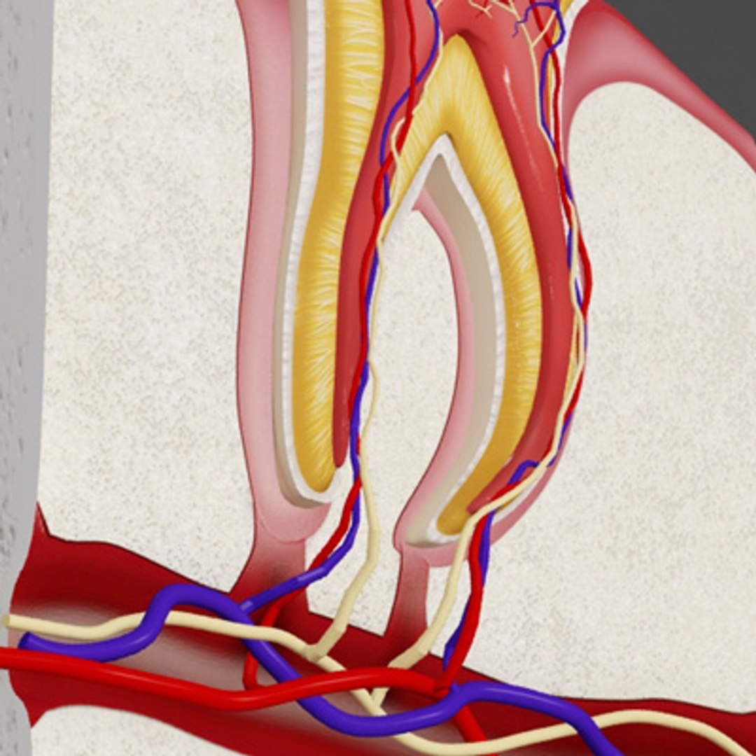 3d model human organ set https://p.turbosquid.com/ts-thumb/fU/BSNh22/K8C22K5A/tooth69/jpg/1296468911/1920x1080/fit_q87/cb27bbc02370171a26affddf5335f117ae6f4acb/tooth69.jpg