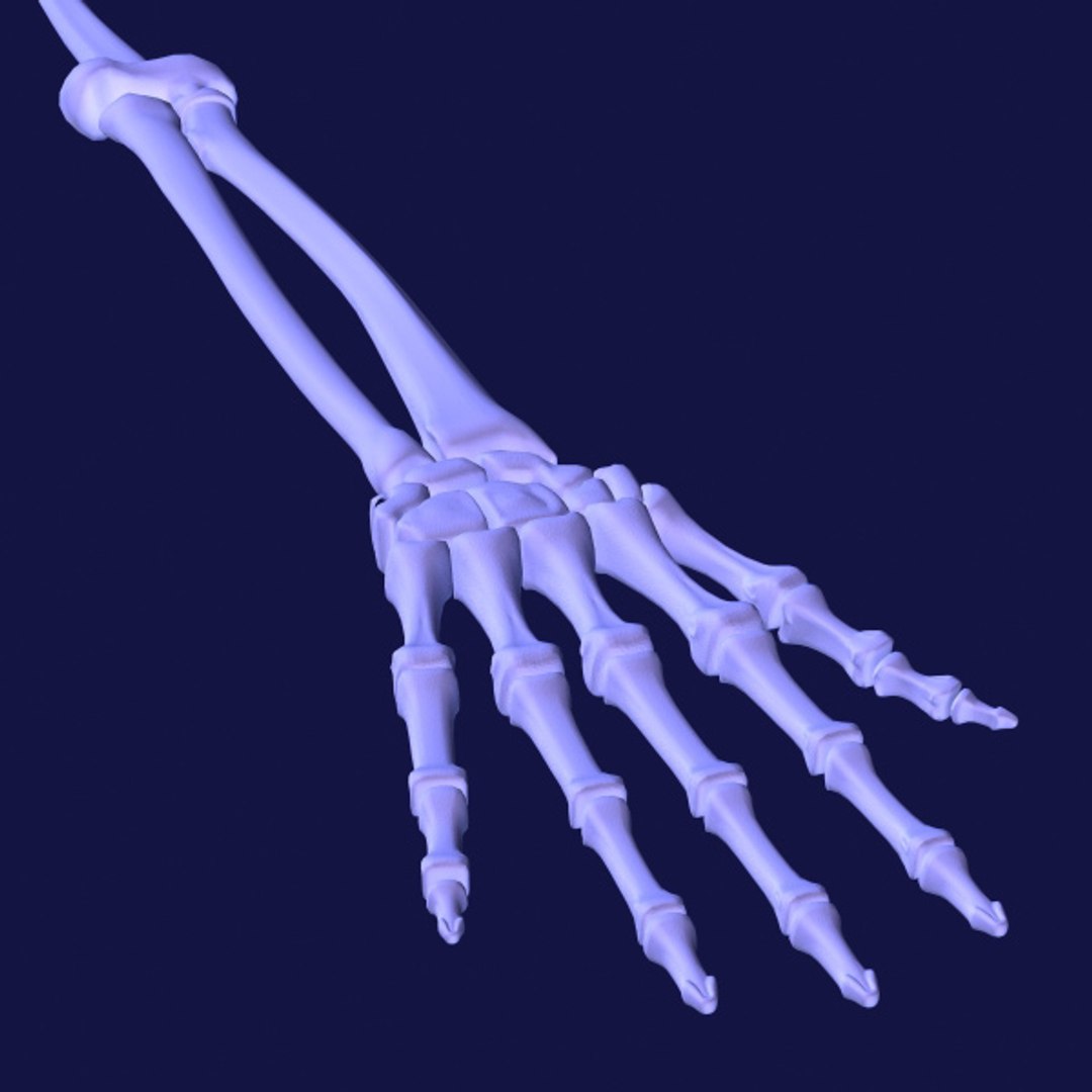 3d model human organ set https://p.turbosquid.com/ts-thumb/fU/BSNh22/LhGal5oV/sceletal_hand1/jpg/1296468911/1920x1080/fit_q87/e1ef8decc2c2cd9824f4052c9a559c64f181b907/sceletal_hand1.jpg