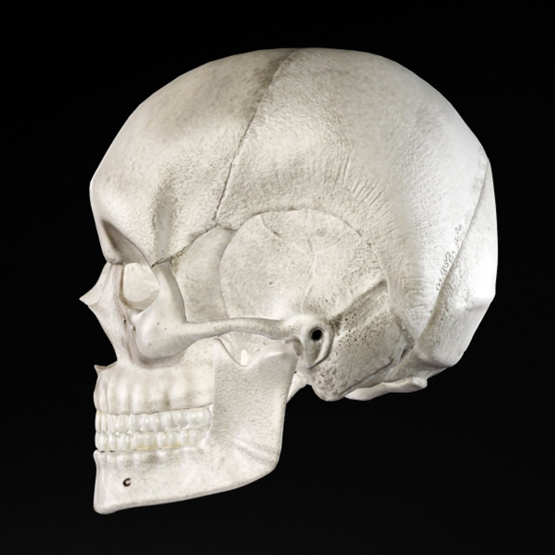 3d model human organ set https://p.turbosquid.com/ts-thumb/fU/BSNh22/MS1PHZxl/sk_3/jpg/1296468911/1920x1080/fit_q87/34075b8be178f3a9a2e19b08f6a0fead8796a126/sk_3.jpg