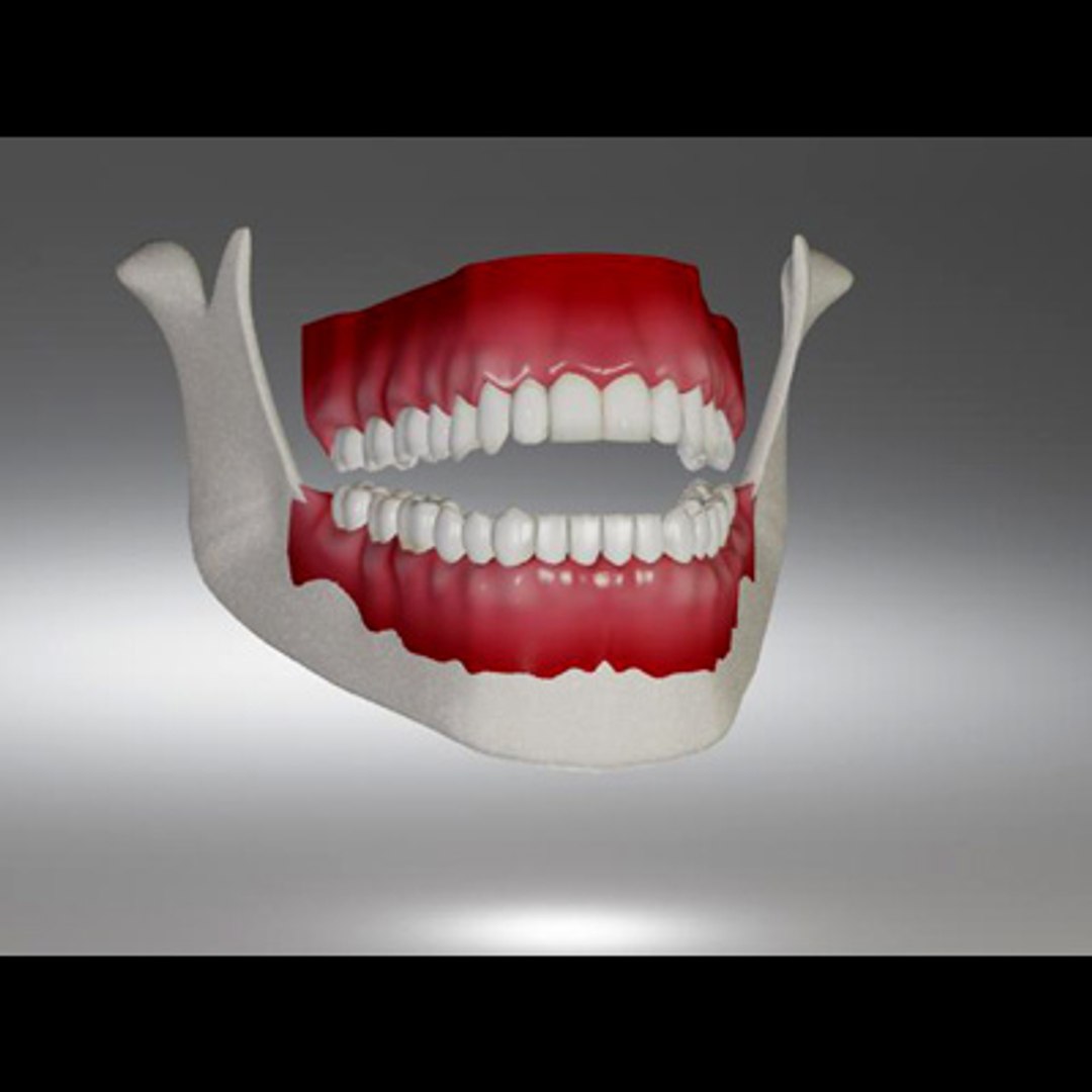 3d model human organ set https://p.turbosquid.com/ts-thumb/fU/BSNh22/N6SzMqHC/teeth2/jpg/1296468911/1920x1080/fit_q87/0cb422671fa2b08755094ba98253a74874df13d9/teeth2.jpg