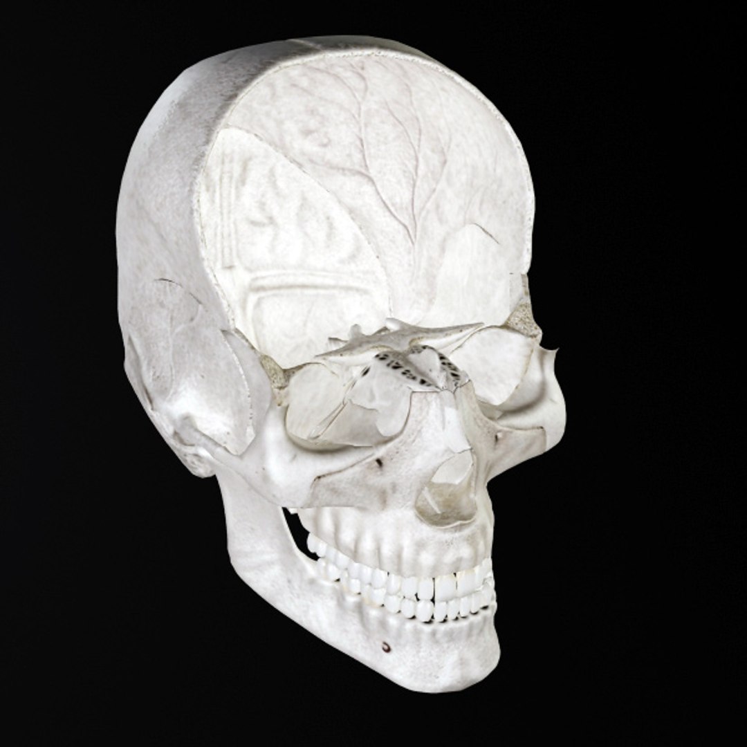 3d model human organ set https://p.turbosquid.com/ts-thumb/fU/BSNh22/R4GiTpAo/sk_8/jpg/1296468911/1920x1080/fit_q87/c5ca7c9e079dcb2e60de62d65dcf17ec58895733/sk_8.jpg