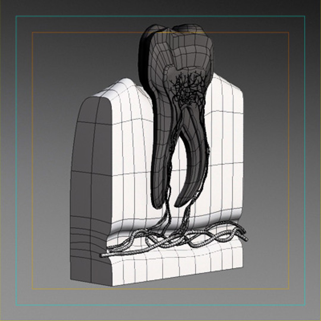 3d model human organ set https://p.turbosquid.com/ts-thumb/fU/BSNh22/SWvxzVbt/tooth7/jpg/1296468911/1920x1080/fit_q87/3361b076b2f7e2a4875b5c26730c242e889e7a68/tooth7.jpg