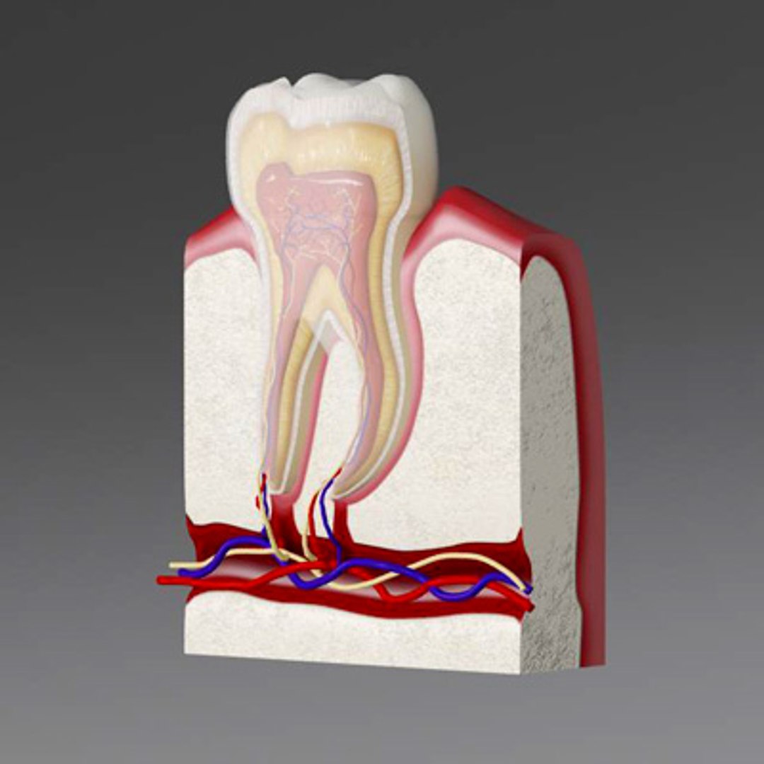 3d model human organ set https://p.turbosquid.com/ts-thumb/fU/BSNh22/T75XKS0A/tooth66/jpg/1296468911/1920x1080/fit_q87/4f086525e622852f1ae53f480f7d8fede161d0b2/tooth66.jpg
