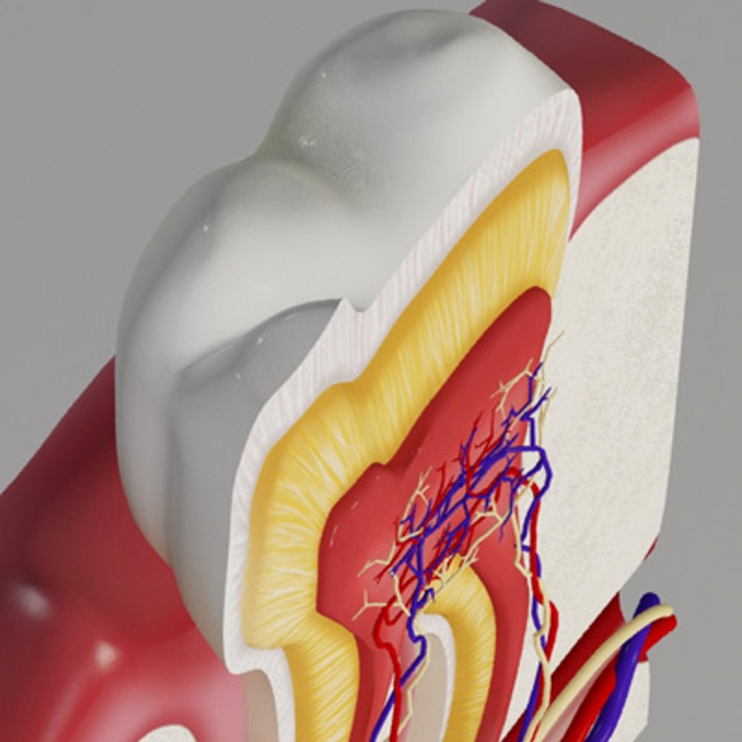 3d model human organ set https://p.turbosquid.com/ts-thumb/fU/BSNh22/TviP9SzD/tooth68/jpg/1296468911/1920x1080/fit_q87/bee6c3b5f0513ea21240b743fc3cfcf2ff53fb1e/tooth68.jpg