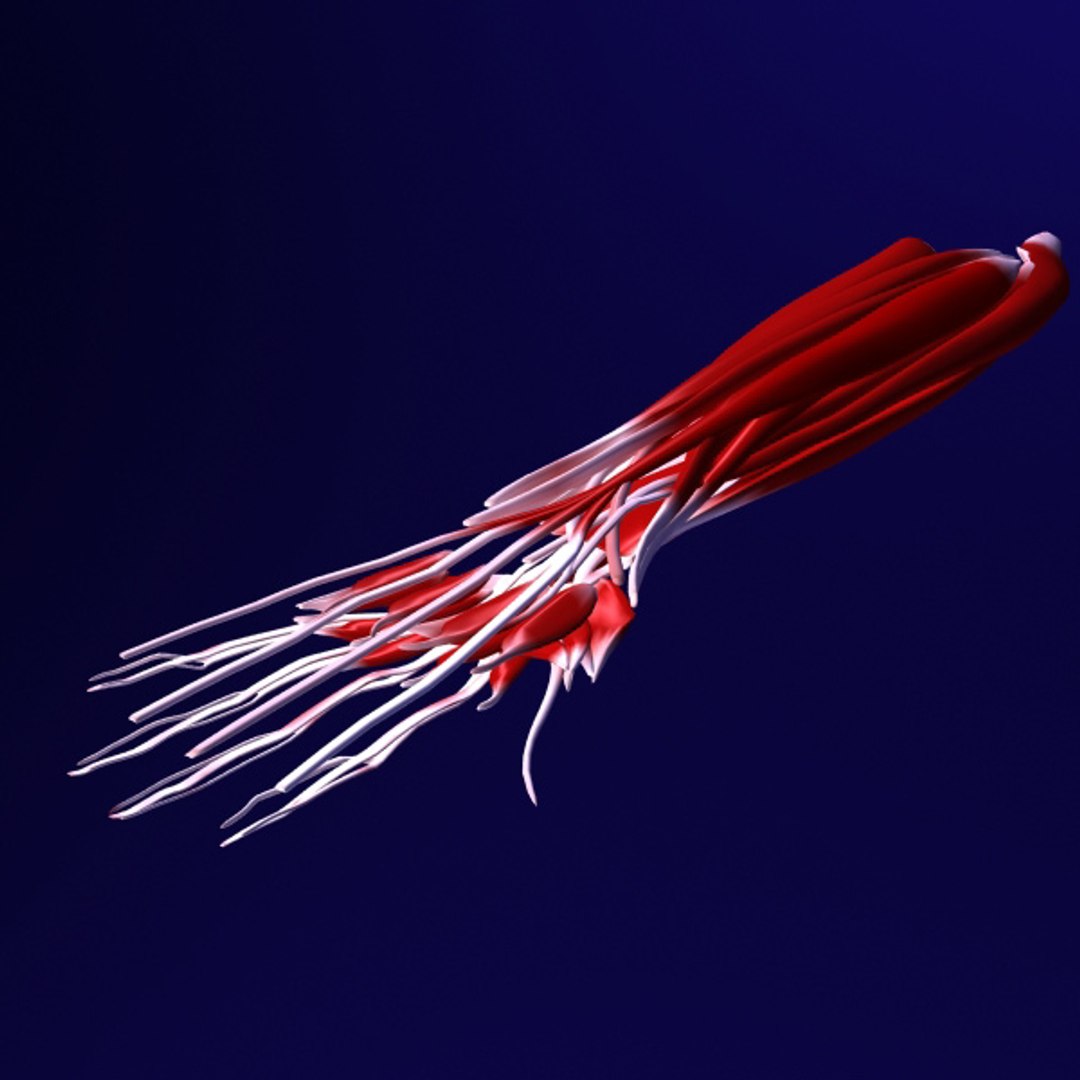 3d model human organ set https://p.turbosquid.com/ts-thumb/fU/BSNh22/UeRRGR33/7/jpg/1296468910/1920x1080/fit_q87/26a45b0a50b7c33c9ec4bae03974a16795f2b81a/7.jpg