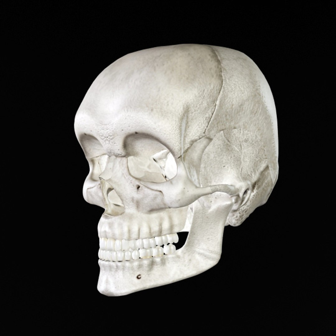 3d model human organ set https://p.turbosquid.com/ts-thumb/fU/BSNh22/VsY4Pdhh/sk_2/jpg/1296468911/1920x1080/fit_q87/03905499fccb2fc00cb3df1d9bd00bbe7d688591/sk_2.jpg
