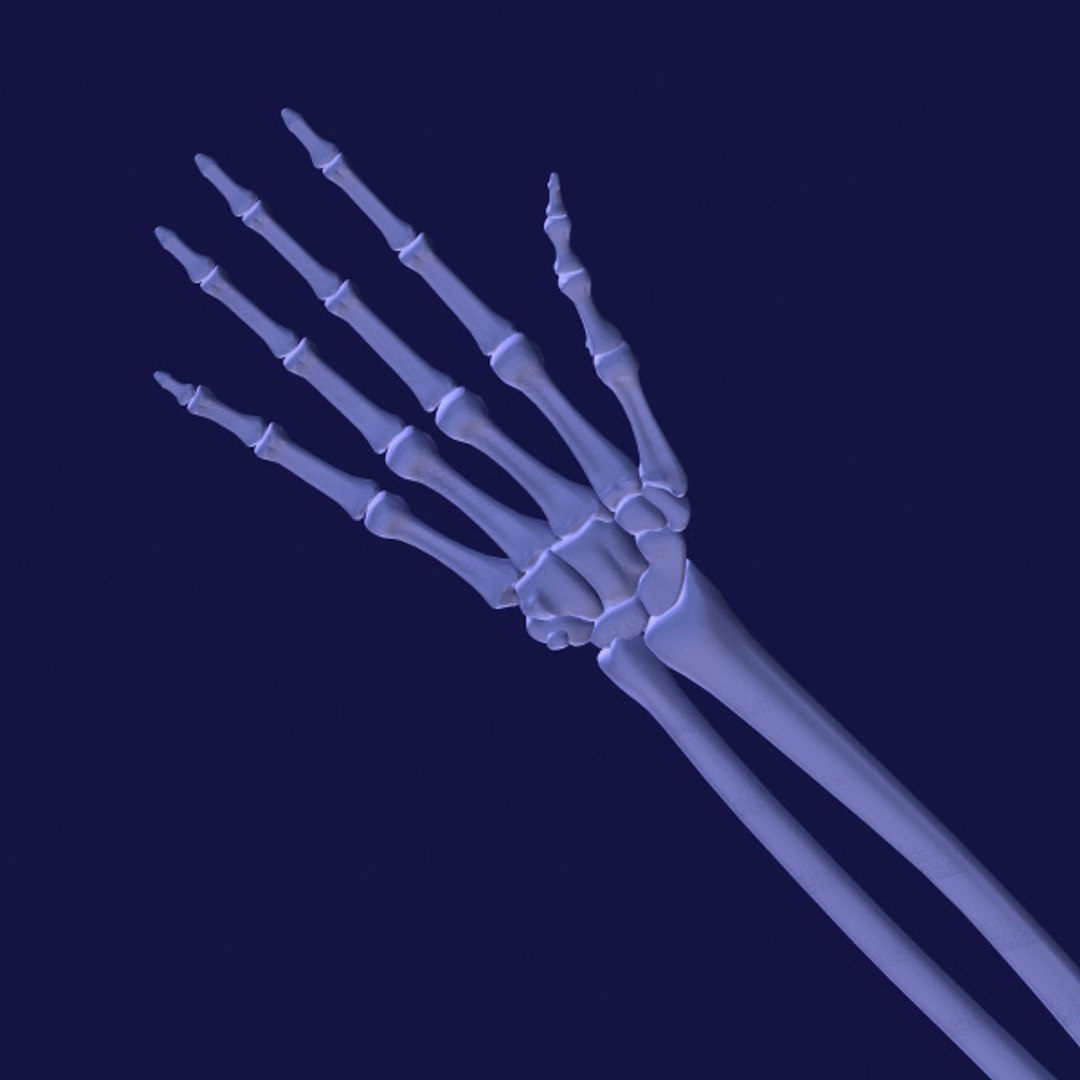 3d model human organ set https://p.turbosquid.com/ts-thumb/fU/BSNh22/Xfi2nbD1/sceletal_hand2/jpg/1296468911/1920x1080/fit_q87/5d4942c9dd1ca744651339ba1a0cf9bdd9e7905a/sceletal_hand2.jpg