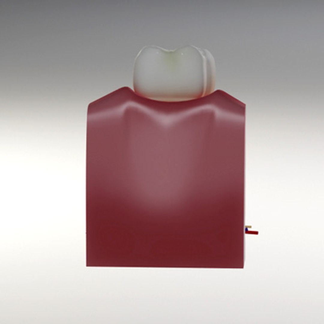 3d model human organ set https://p.turbosquid.com/ts-thumb/fU/BSNh22/advGftzs/tooth2/jpg/1296468911/1920x1080/fit_q87/4a6a183867c0a728b79d73921deafc86cf83a05c/tooth2.jpg