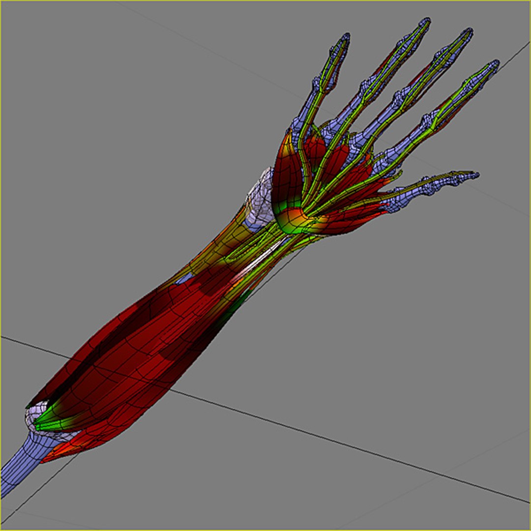 3d model human organ set https://p.turbosquid.com/ts-thumb/fU/BSNh22/bBHWoJX4/95/jpg/1296468910/1920x1080/fit_q87/ae80d2d3358c23322917813bbfc68bfada2620b5/95.jpg