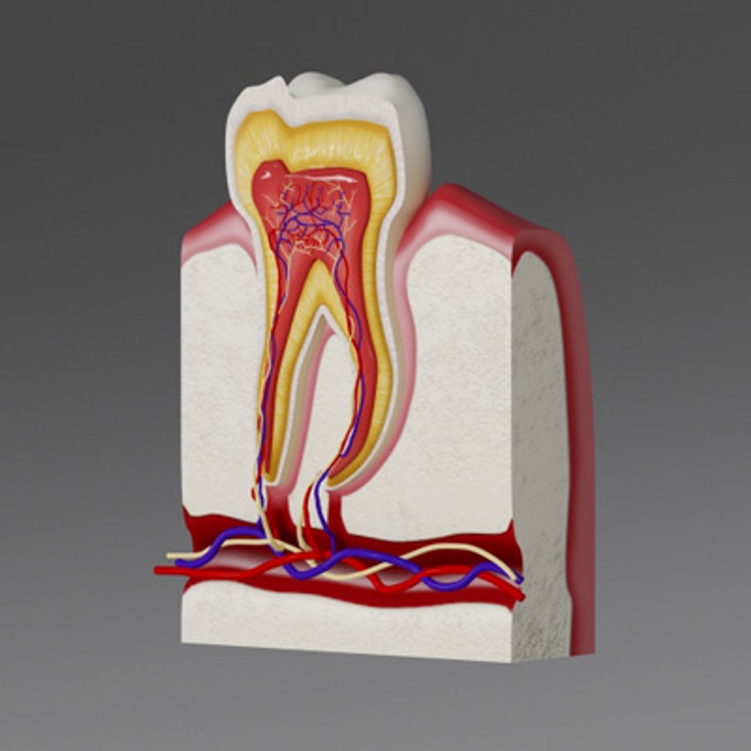 3d model human organ set https://p.turbosquid.com/ts-thumb/fU/BSNh22/kGpMUSix/tooth4/jpg/1296468911/1920x1080/fit_q87/2837a69f5baff056b46e3ae60861ea1c602245f7/tooth4.jpg