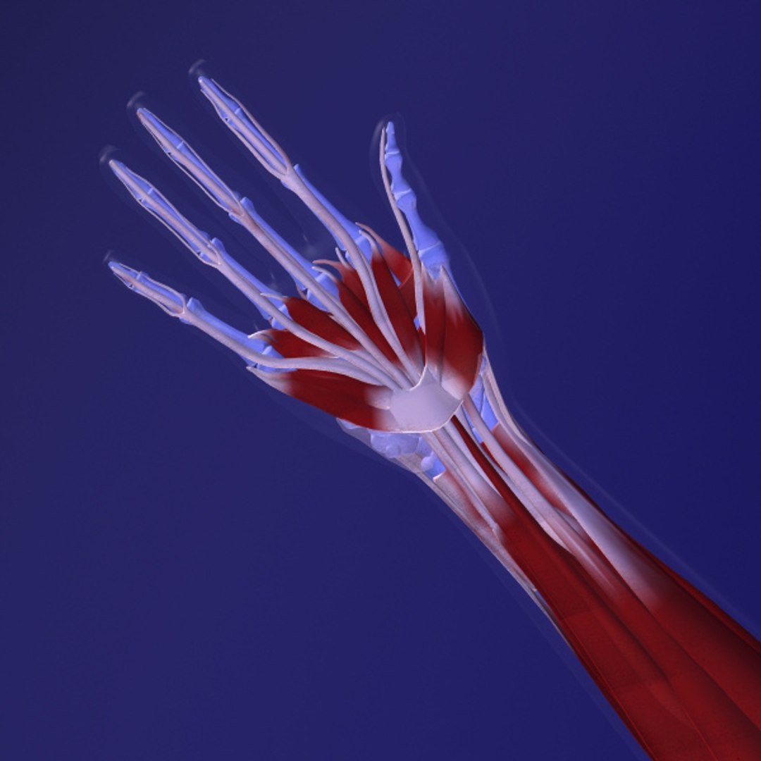 3d model human organ set https://p.turbosquid.com/ts-thumb/fU/BSNh22/lM4XyURq/h8/jpg/1296468910/1920x1080/fit_q87/a7563f3466522b2c3f65c09f04cde4328a88e867/h8.jpg
