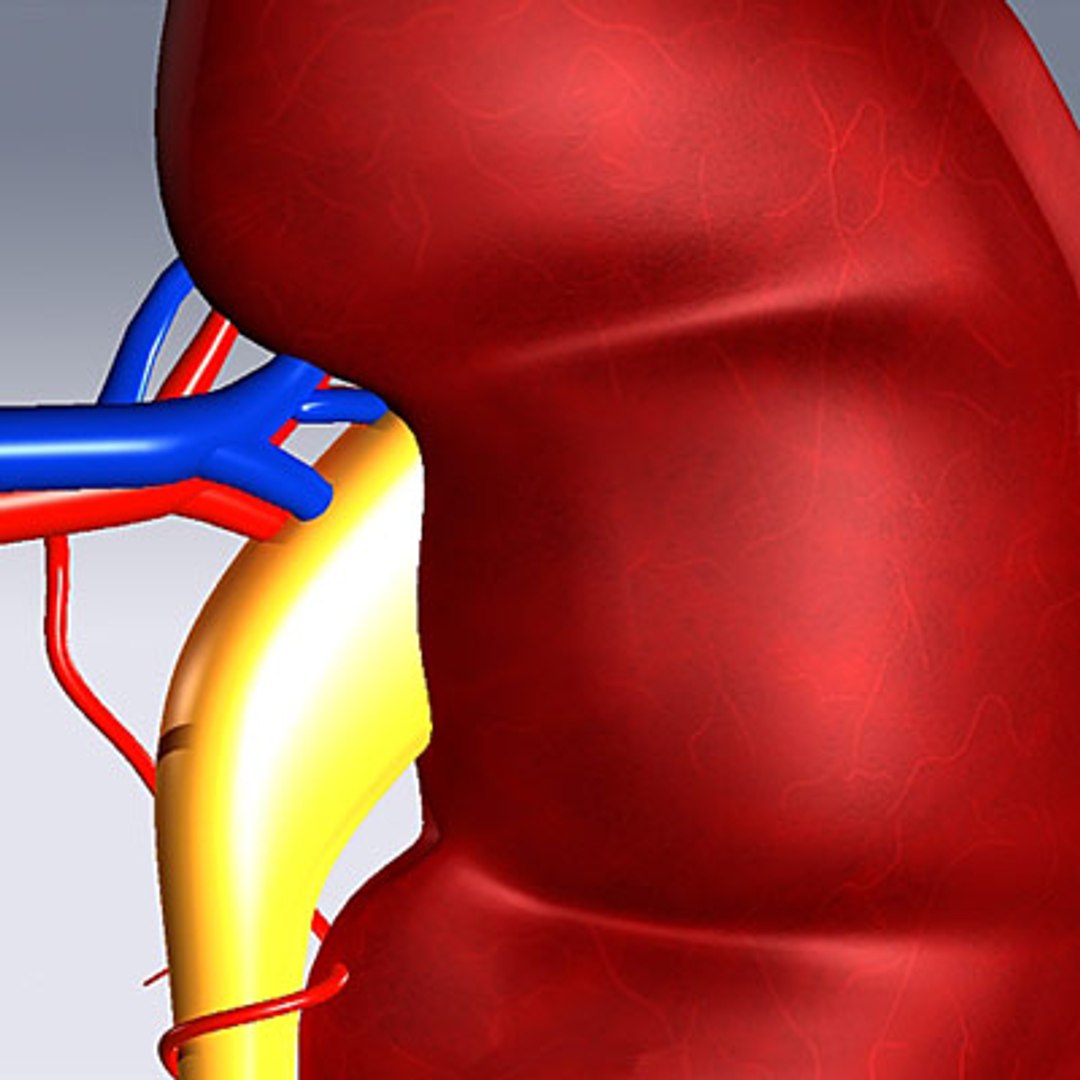 3d model human organ set https://p.turbosquid.com/ts-thumb/fU/BSNh22/lq4Vmv1D/kidney_05/jpg/1296468910/1920x1080/fit_q87/d23fa0076137b10ab67c98bdc771dd3a36bd0a29/kidney_05.jpg