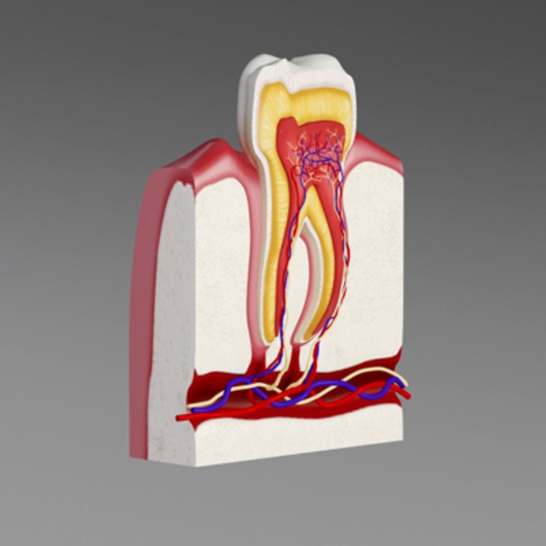 3d model human organ set https://p.turbosquid.com/ts-thumb/fU/BSNh22/nUg1rwyE/tooth3/jpg/1296468911/1920x1080/fit_q87/cc25c5d52f14fe2b251de272418508a8b3153968/tooth3.jpg