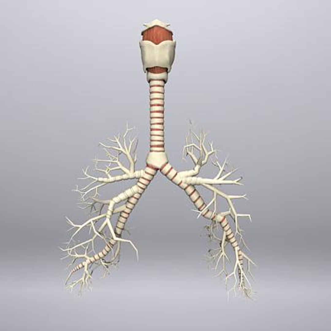 3d model human organ set https://p.turbosquid.com/ts-thumb/fU/BSNh22/oOjp71sx/pulmonary_5/jpg/1296468911/1920x1080/fit_q87/d89ba08a28db590aaab5149d9b9d3314c53d3ce9/pulmonary_5.jpg