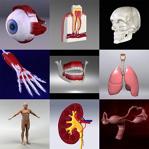 3d model human organ set
