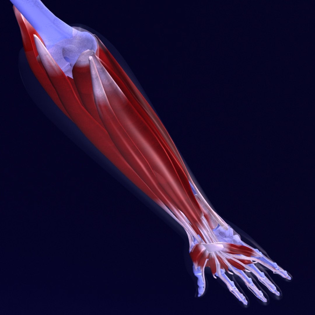 3d model human organ set https://p.turbosquid.com/ts-thumb/fU/BSNh22/pMs1AsfG/h92/jpg/1296468910/1920x1080/fit_q87/fe4671950f2416aab38a0e54f2e2ba8989baf6e6/h92.jpg