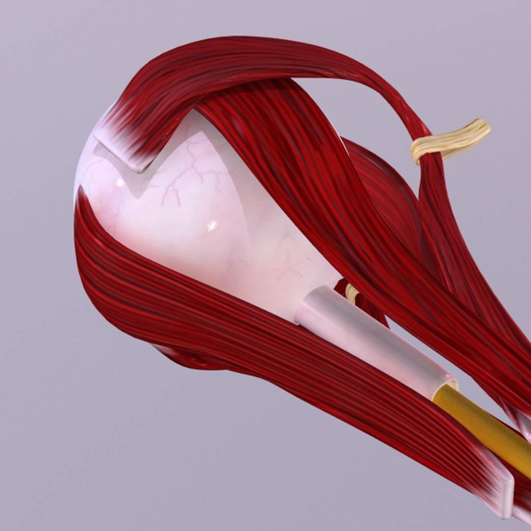 3d model human organ set https://p.turbosquid.com/ts-thumb/fU/BSNh22/phx0pUoW/5/jpg/1296468910/1920x1080/fit_q87/3d2a64696f4ffad1cec61dac8c4aa123e78341e8/5.jpg
