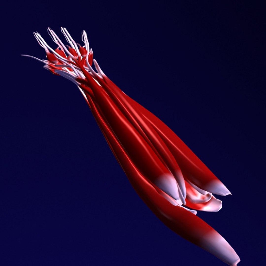 3d model human organ set https://p.turbosquid.com/ts-thumb/fU/BSNh22/pntGABWA/h4/jpg/1296468910/1920x1080/fit_q87/a2c2cf5bbf22b4769acd1c49a019f634b6073270/h4.jpg