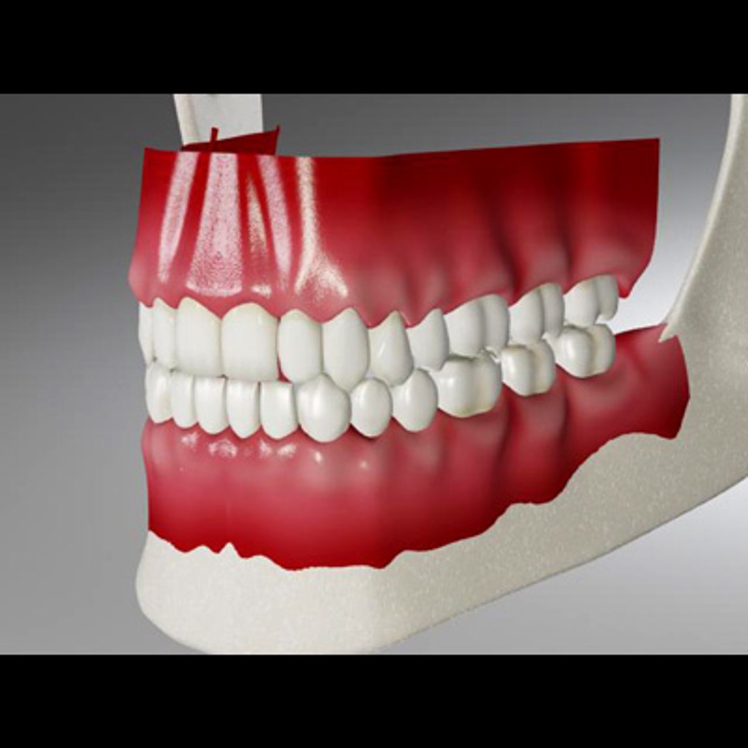 3d model human organ set https://p.turbosquid.com/ts-thumb/fU/BSNh22/rZ6qmlZn/teeth4_closed/jpg/1296468911/1920x1080/fit_q87/80ecaacfc54940e1ed2a109c87e965c50d9f44f4/teeth4_closed.jpg