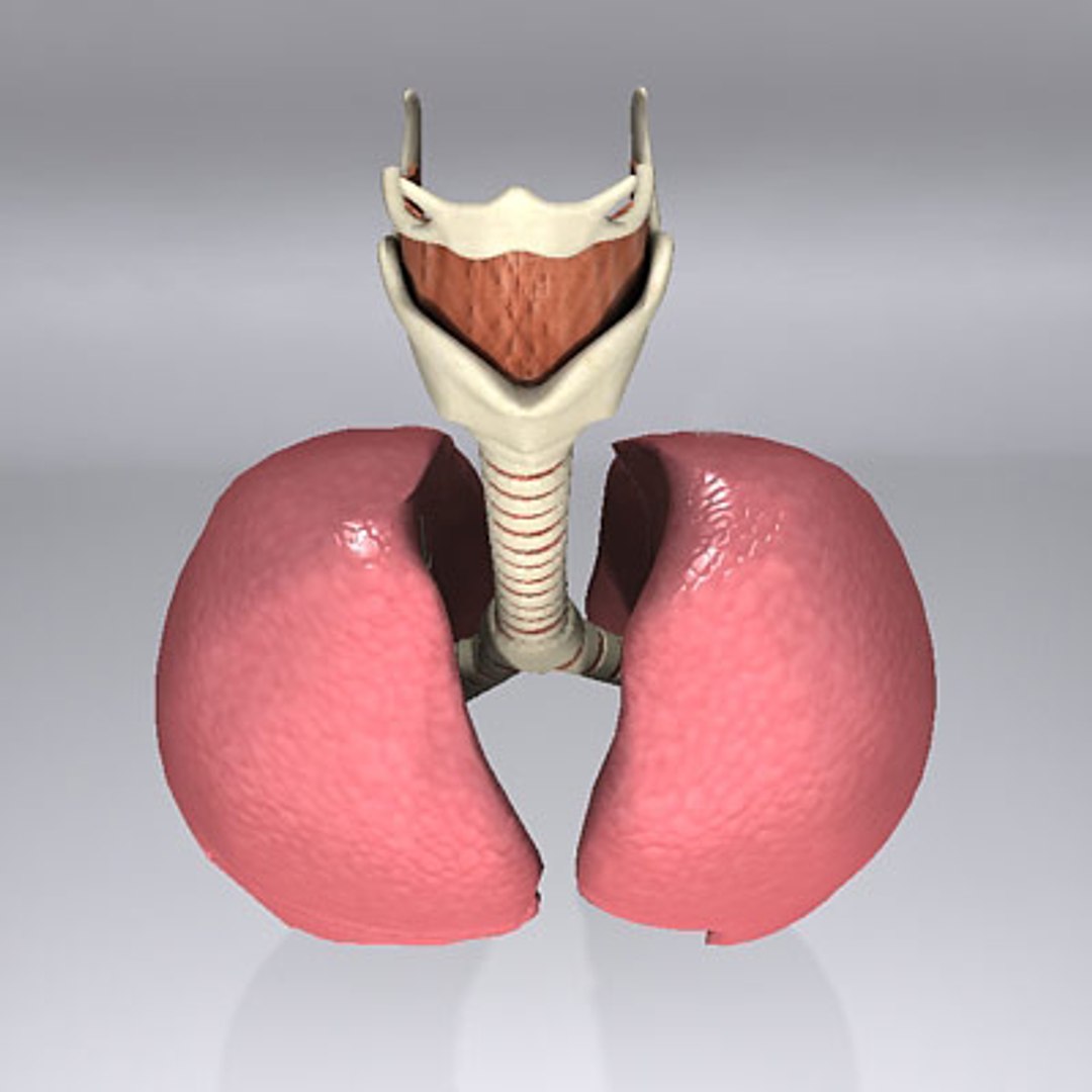 3d model human organ set https://p.turbosquid.com/ts-thumb/fU/BSNh22/sEP24Wpp/pulmonary_2/jpg/1296468911/1920x1080/fit_q87/a013a126d69cdfbf2309e0da712784d5cac1785a/pulmonary_2.jpg