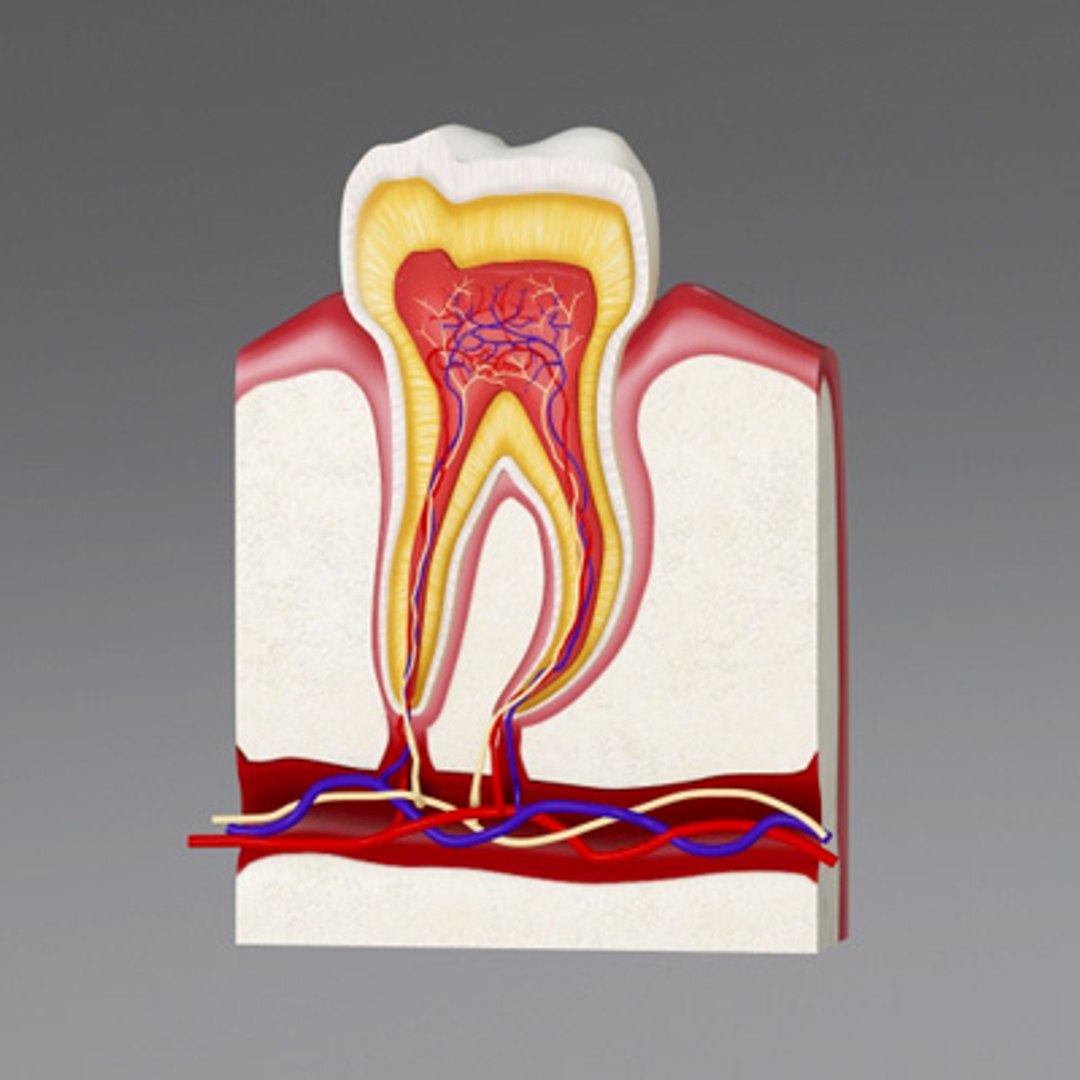 3d model human organ set https://p.turbosquid.com/ts-thumb/fU/BSNh22/uDjFZteK/tooth1/jpg/1296468911/1920x1080/fit_q87/f52e8df9e82a320819b07841d2aff27774df2868/tooth1.jpg