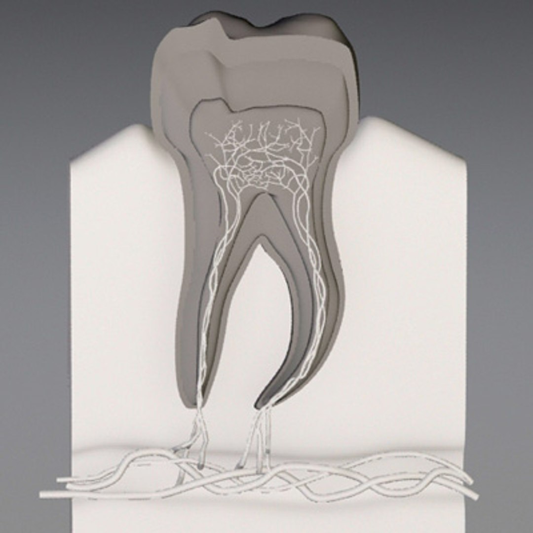 3d model human organ set https://p.turbosquid.com/ts-thumb/fU/BSNh22/uZc9HFSi/tooth6/jpg/1296468911/1920x1080/fit_q87/0d0c71e9ee1e4d24f5b792b641271eb576f44b76/tooth6.jpg