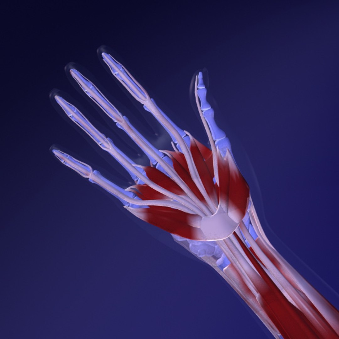 3d model human organ set https://p.turbosquid.com/ts-thumb/fU/BSNh22/vGS3Kxz5/91/jpg/1296468910/1920x1080/fit_q87/7b21a1b8e11c8ad70a0300d2d1251329b4144e34/91.jpg