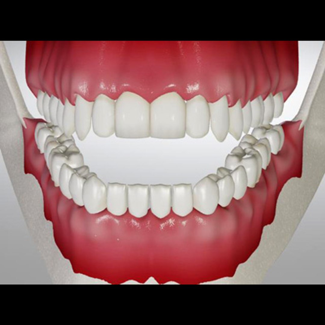 3d model human organ set https://p.turbosquid.com/ts-thumb/fU/BSNh22/w1gTyfmF/teeth3/jpg/1296468911/1920x1080/fit_q87/1b661c9f6686d278c18bc0d39705cb7272f06a15/teeth3.jpg