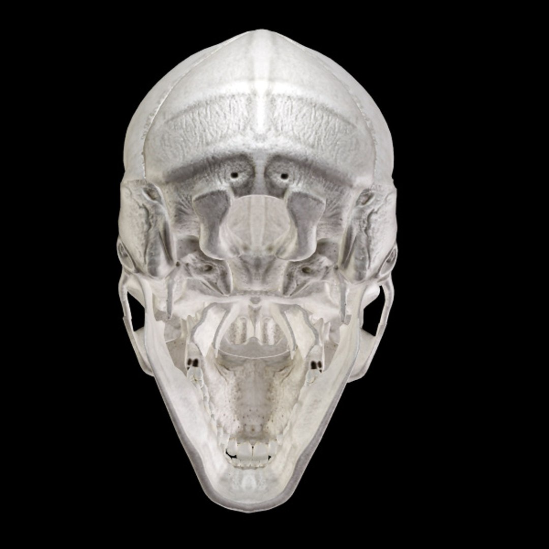 3d model human organ set https://p.turbosquid.com/ts-thumb/fU/BSNh22/weNhDAyq/sk_4/jpg/1296468911/1920x1080/fit_q87/682acea9cadf1d674378a674ee63ee73e8651501/sk_4.jpg