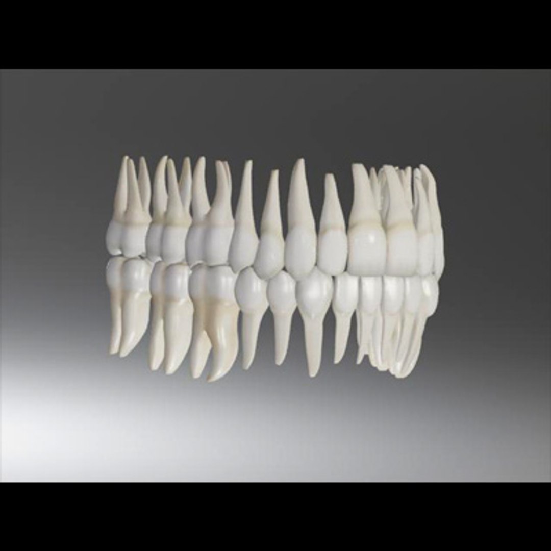 3d model human organ set https://p.turbosquid.com/ts-thumb/fU/BSNh22/x4xwekCC/teeth6_lonly/jpg/1296468911/1920x1080/fit_q87/b7fbc3a73d9771325dcb489a89182f55a086dcbe/teeth6_lonly.jpg